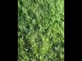 IMG_0226.mov
