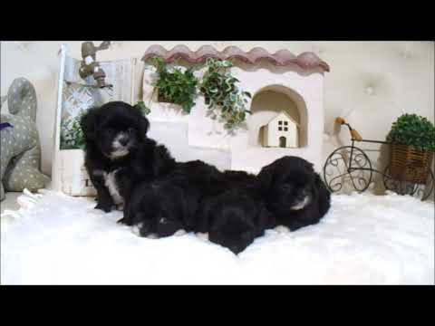 YouTube Preview Image