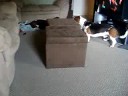 Molly and Cooper the Wild Dogs
