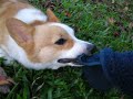 柯基犬肥屁無法抵擋毛巾的誘惑 (Welsh Corgi Febby's towel fight)