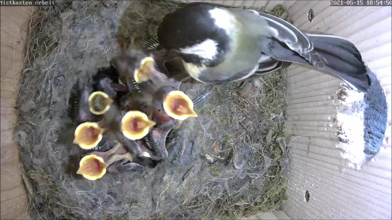 Das Küken bekommt den Schnabel verstopft | Tag 8 | 15.05.2021