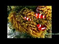 Click here to watch this video Tour Phi Phi Island