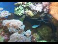 My corner aquarium My corner aquarium