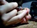 Click here to watch this video 童大将 木彫り