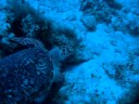 pretty good turtle shot