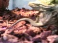 POGONA VS LUCERTOLA POGONA VS LUCERTOLA