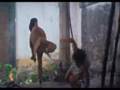 beatdown, trampling and humiliation 胯下之辱 钻胯