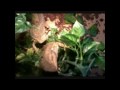 Bearded Dragons Hiding In The Bushes