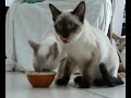 twee katten, één bakje