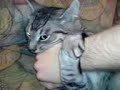 Meine Katze #2