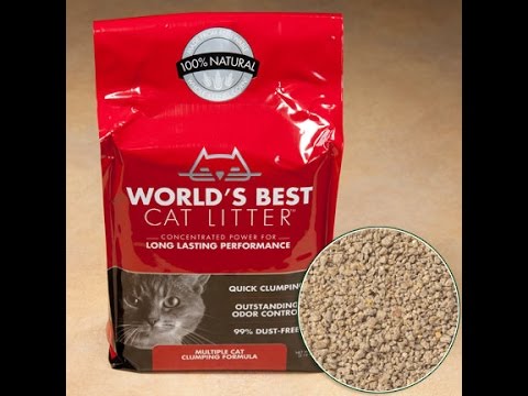 Best Cat Litter For Multiple Cats