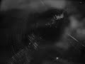 Arachnids, Spiders and Their Allies (Highlights) - 1948