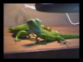 Introducing 2 baby green iguana's. As a part of minimizing the abuse in nature in terms of people taking wild animals from the wild to be sold as pets - a solution is to have animal farms where one breeds them in a environment that is supportive to them and then make them available to the market at a price so comepetitive that it becomes unviable to take them from the wild. Here at Desteni Farm we spend hours daily making sure all the animals have the best care possible - As it should be everywhere. In an Equal Money System abuse will end and we can take care of all beings on earth. Join the Desteni Forum for discussions. The Book - Equal Money System will Release September 2011 Subscribe to the book newsletter to receive a notification when it's available. equalmoney.org See life coaching at www.desteniiprocess.com visit the forum at http Equal Money at www.equalmoney.org
