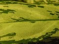 leafmovie.mov