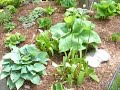 Garden full of Hostas