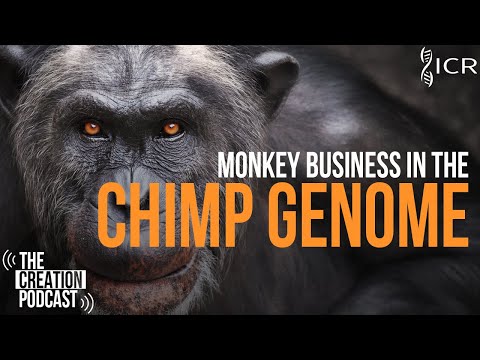 They Lied to Us? (Humans & Chimps: Part 1) | The Creation Podcast: Episode 40