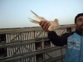 غية احمد خ...