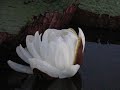 Victoria Amazonica Lily Victoria Amazonica Lily