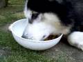 Alaskan Malamute video