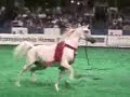 US Senior Halter Champion Presentations