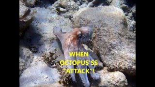 WHEN OCTOPUS'SS ATTACK!!
