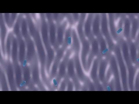Célula Procariota celula procariota. Célula Procariota