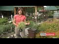 Container Plants