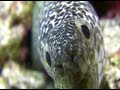 Click here to watch this video San Diego Dive Shop