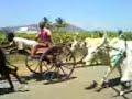 Bullock Cart Race (South India) Bullock Cart Race (South India)