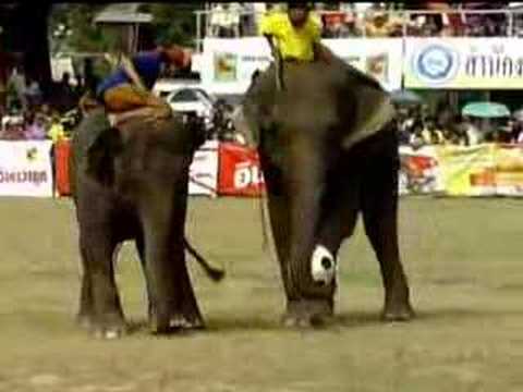 Elephant Football