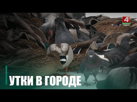 Нашли для себя «хлебное место». В центре Гомеля появились утки
