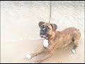 Roxy Swims?
