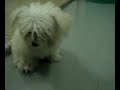 Cheddie 03