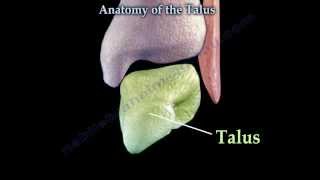 Anatomy Of The Talus - Everything You Need To Know - Dr. Nabil Ebraheim