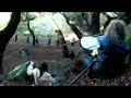 The Wolf\