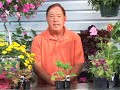 Growing Vegetables : Growing Eggplant Growing Vegetables : Growing Eggplant