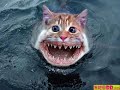 Kitty Cat Dance
