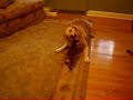 Golden Retriever teaches Boston Terrier Puppy a Lesson