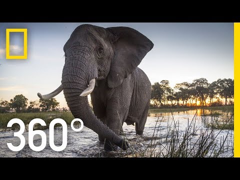 Elephant Encounter in 360 - Ep. 2 | The Okavango Experience - YouTube