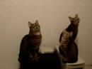 Seis Gatos e uma Mosca