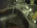 Bouquet In Garbage Disposal