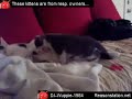 mozart requiem kv626 tubamia kitten fight heaven dj wuppie