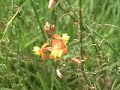 Jataí visitando flor da bulbine Jataí visitando flor da bulbine