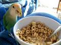 Lovebirds Sneaking Cereal