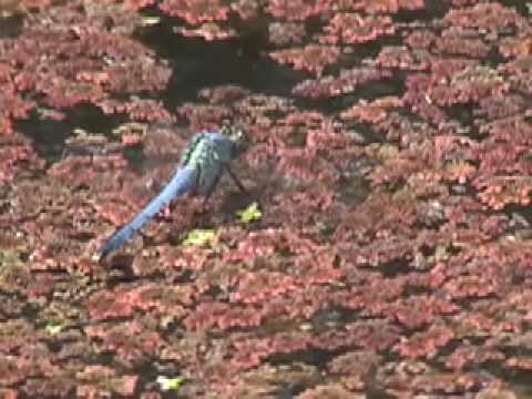 how to get rid of azolla