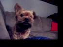 videos de RARE Porkie (Pekinese Yorkie) FuNNY Bark Talk PriCELESS