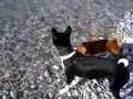 Basenji video