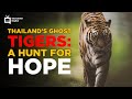 Animal World - Thai Tigers