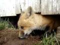 videos de red fox kit pup cape breton nova scotia