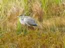 Blue Heron, Algonquin Blue Heron, Algonquin